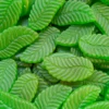 Maycey Old Fashioned Giant Spearmint Leaves